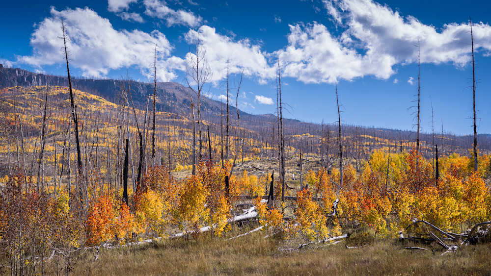 Rebirth - Vibrant Aspen Landscape Photography