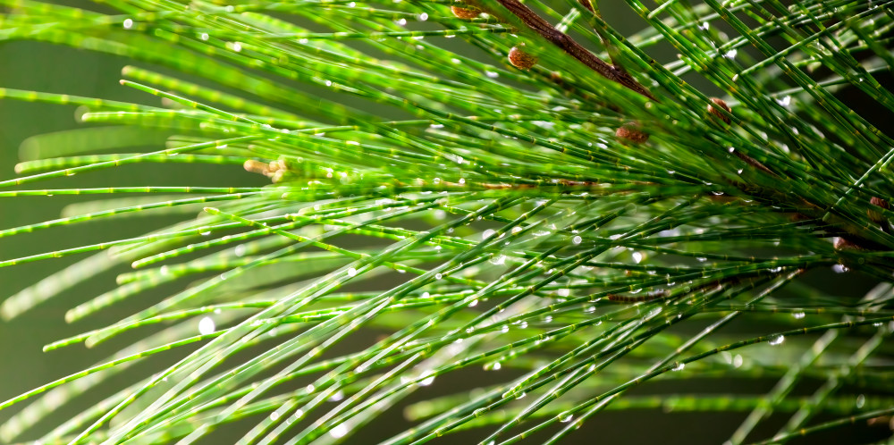 Cold Morning Needles Art | The Frame Gallery