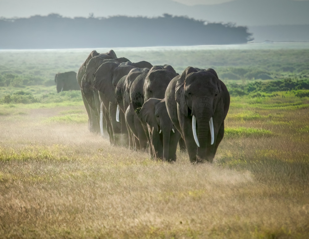 March Across The Pl AI Ns Art | The Frame Gallery