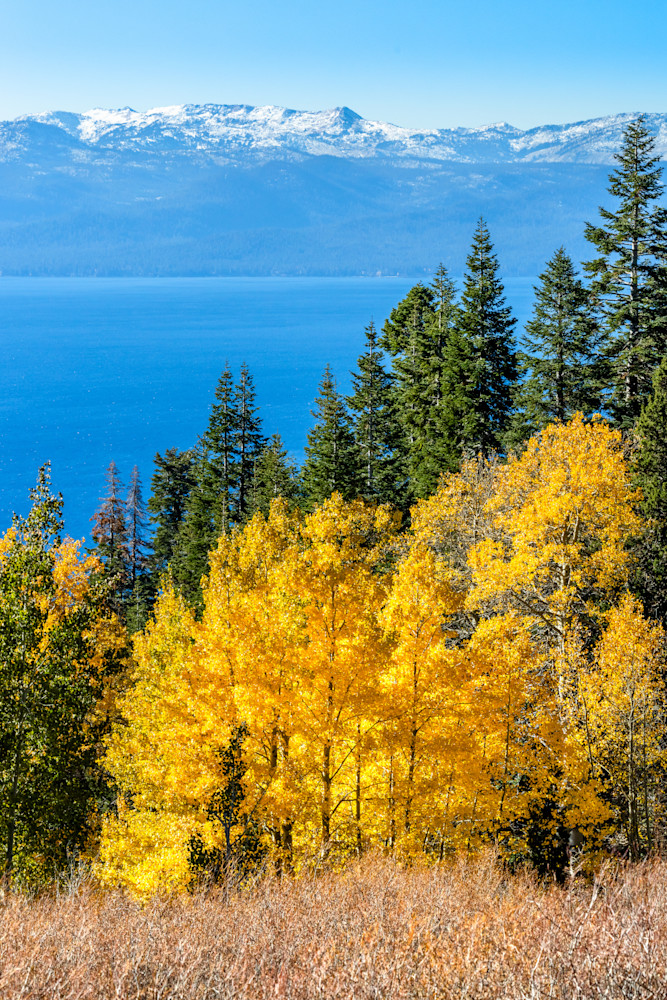Aspens Above Lake Tahoe 24