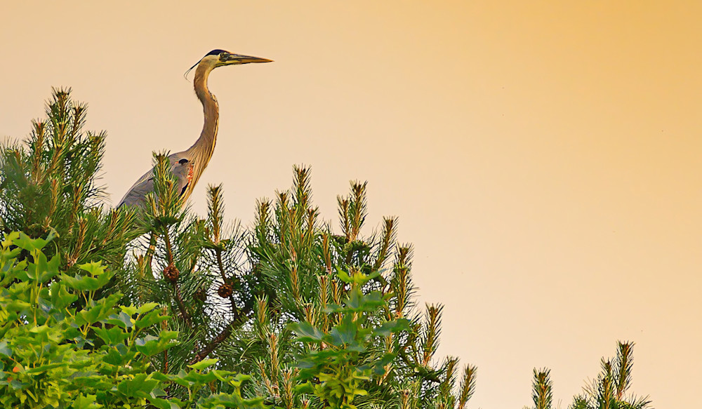 On Watch   Card Photography Art | Steve Rizzi Photography