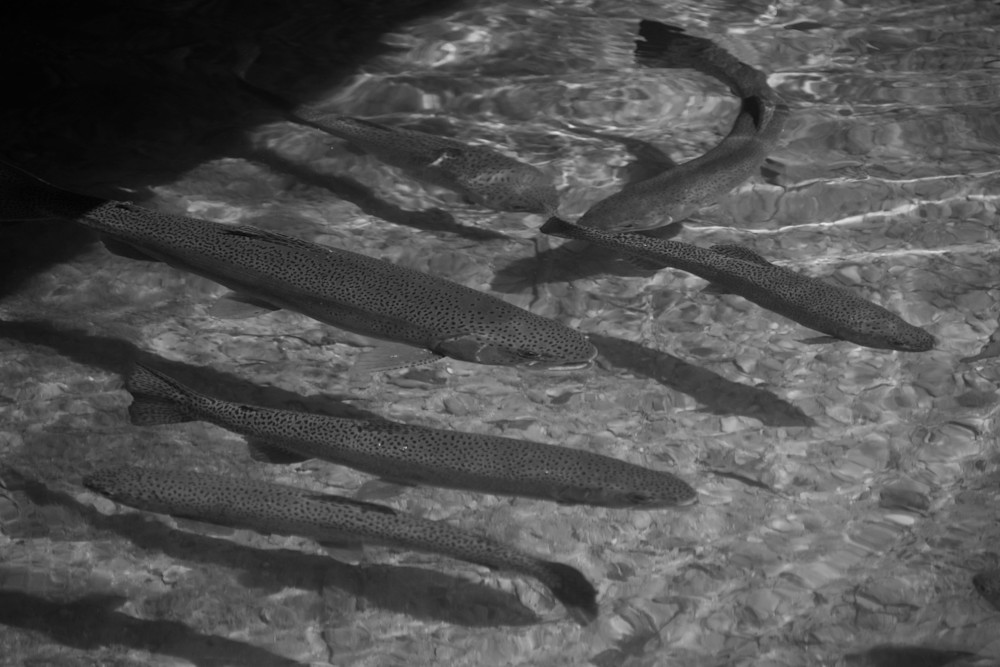 Awaiting The Battle   Card Photography Art | Steve Rizzi Photography