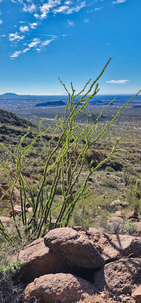Ocotillo Arizona Desert Backdrop Photography Art | InYourBackyard