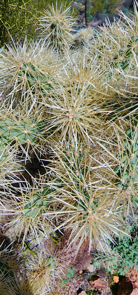 Prickles Up Close Photography Art | InYourBackyard
