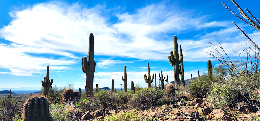 Cactus Landscape In Arizona Photography Art | InYourBackyard