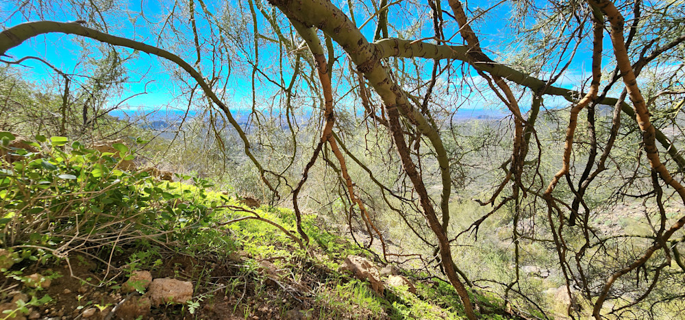 Crawling Arizona Desert Tree Photography Art | InYourBackyard