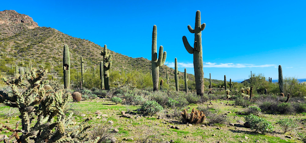 Desert Cactus Photography Art | InYourBackyard
