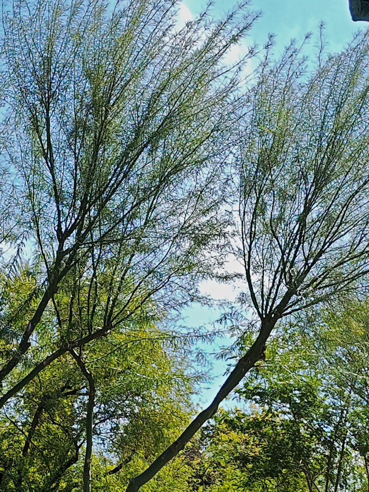 Desert Trees Photography Art | InYourBackyard