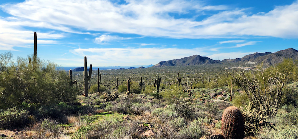 Arizona Desert Cactus Photography Art | InYourBackyard