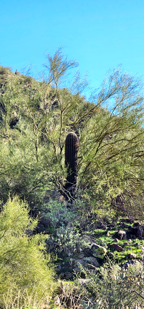 Cacti Within A Tree Photography Art | InYourBackyard