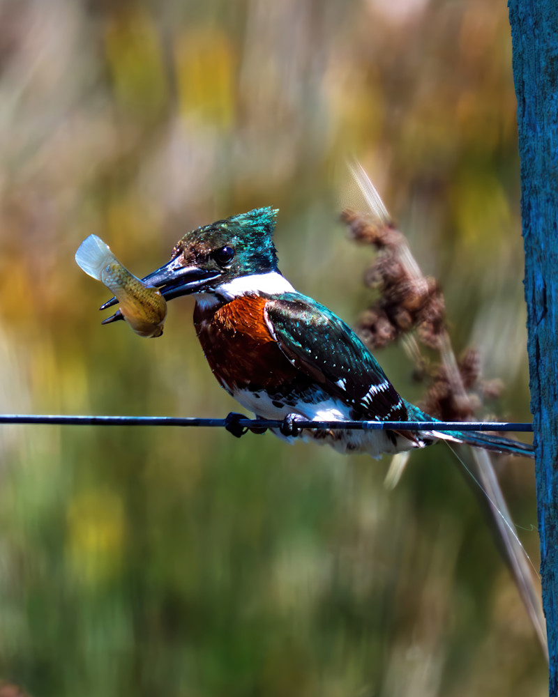 Upscaled with Gigapixel v1.0.2. 4510x5638 => 9020x11276 (2x) Model: Standard V2, denoise: 0.01, sharpen: 0.01, decompression: 0.01