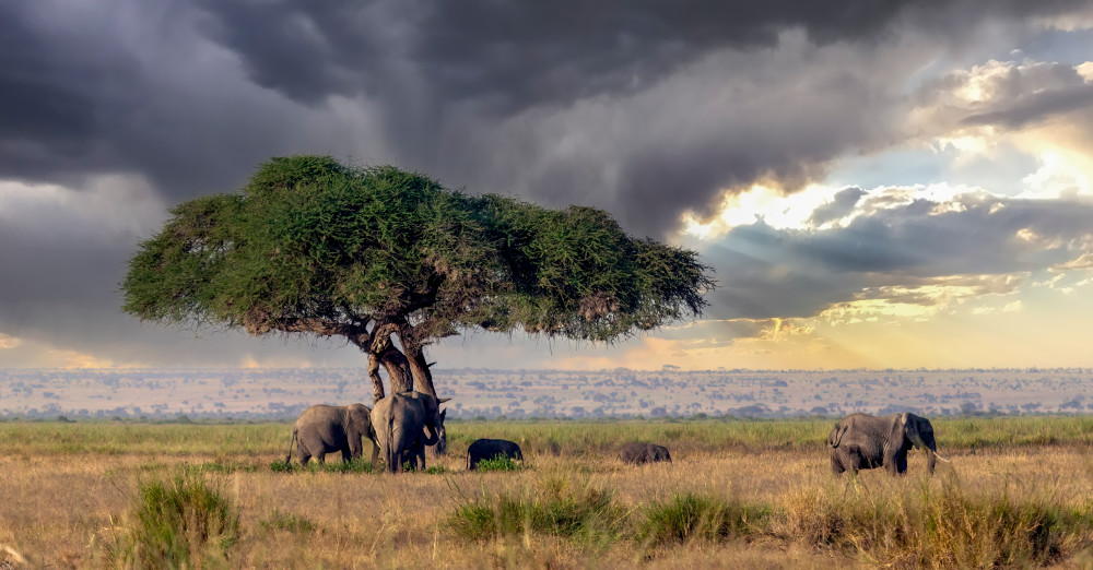 The Last Shade Tree Art | The Frame Gallery