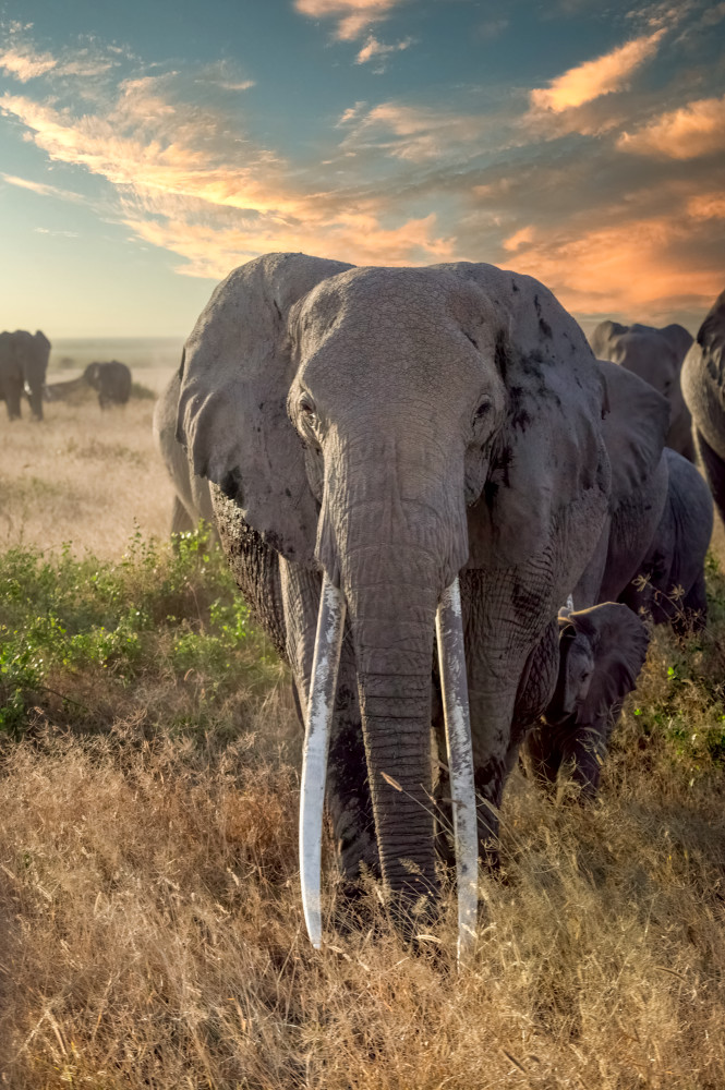 Guardians Of The Mara Art | The Frame Gallery