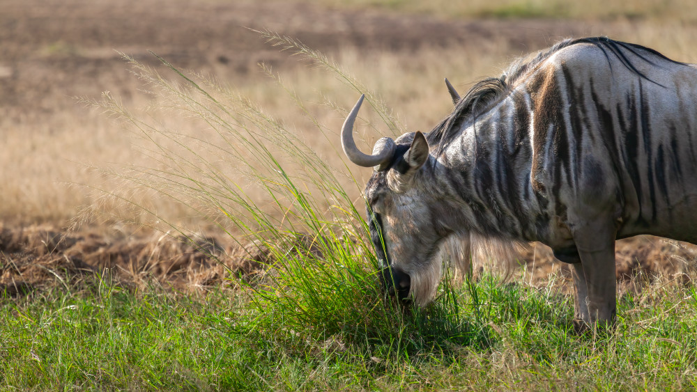 Sentinel Of The Savannah Art | The Frame Gallery