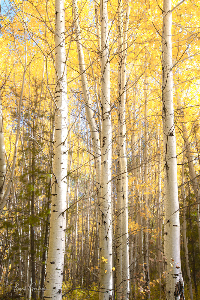 Aspensskinnytrunks Photography Art | Barb Gonzalez Photography