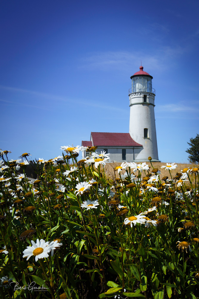 Capeblancolighthousedaisies Photography Art | Barb Gonzalez Photography