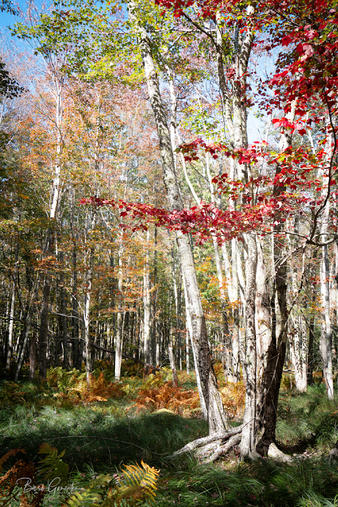 Jesup Path Autumn Trees Photography Art | Barb Gonzalez Photography