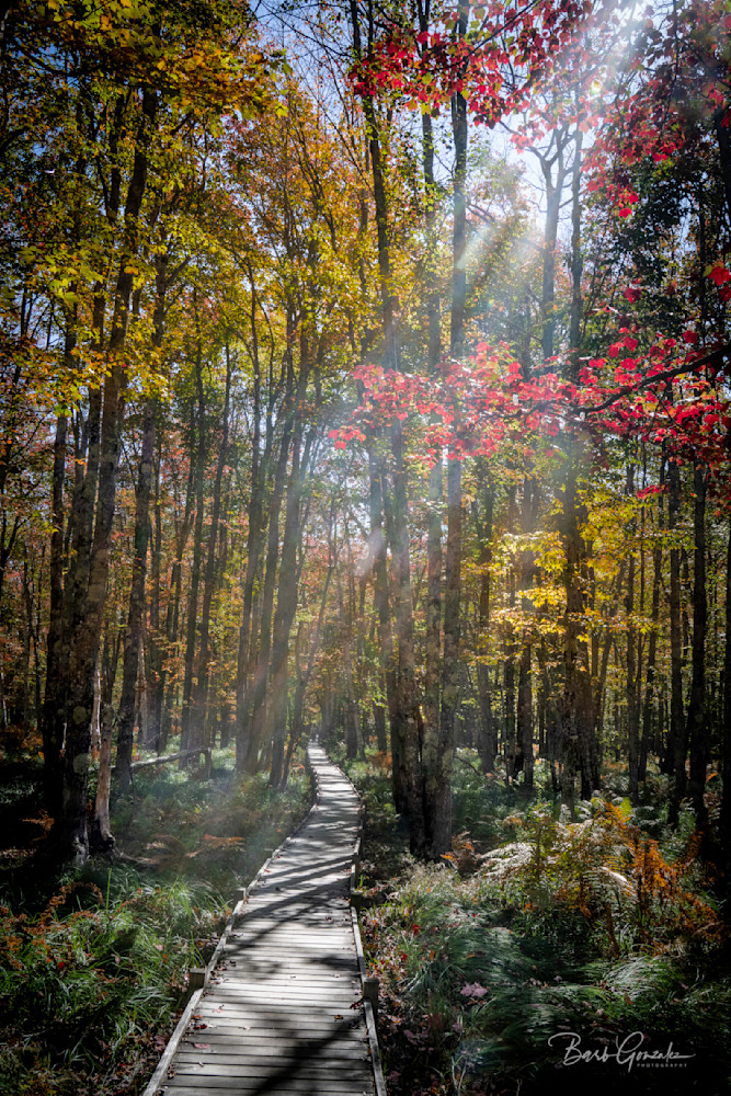 Jesuppatharcadia Photography Art | Barb Gonzalez Photography