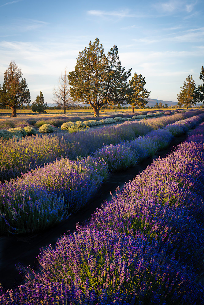 Goldenhourlavender 2 Photography Art | Barb Gonzalez Photography