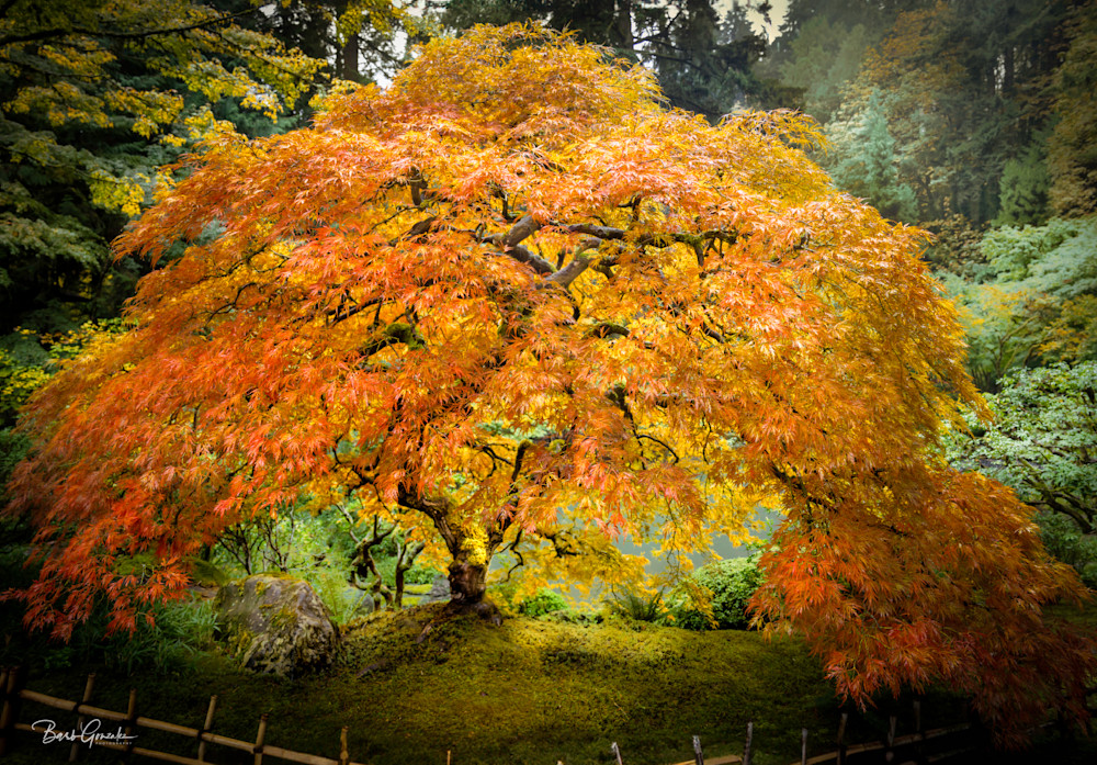 Japanese Tree Pano V25 Photography Art | Barb Gonzalez Photography