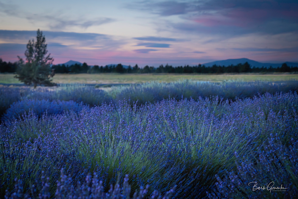 Lavenderskyoverlavender Photography Art | Barb Gonzalez Photography