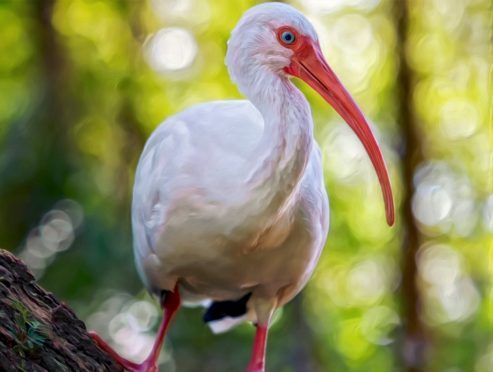 American White Ibis (2015)