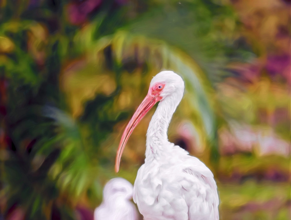 Serene White Ibis Portrait (2015)
