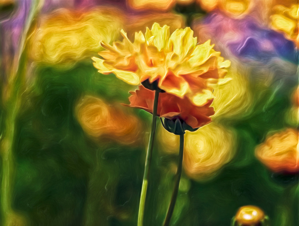 Sunshine Melody (2016)