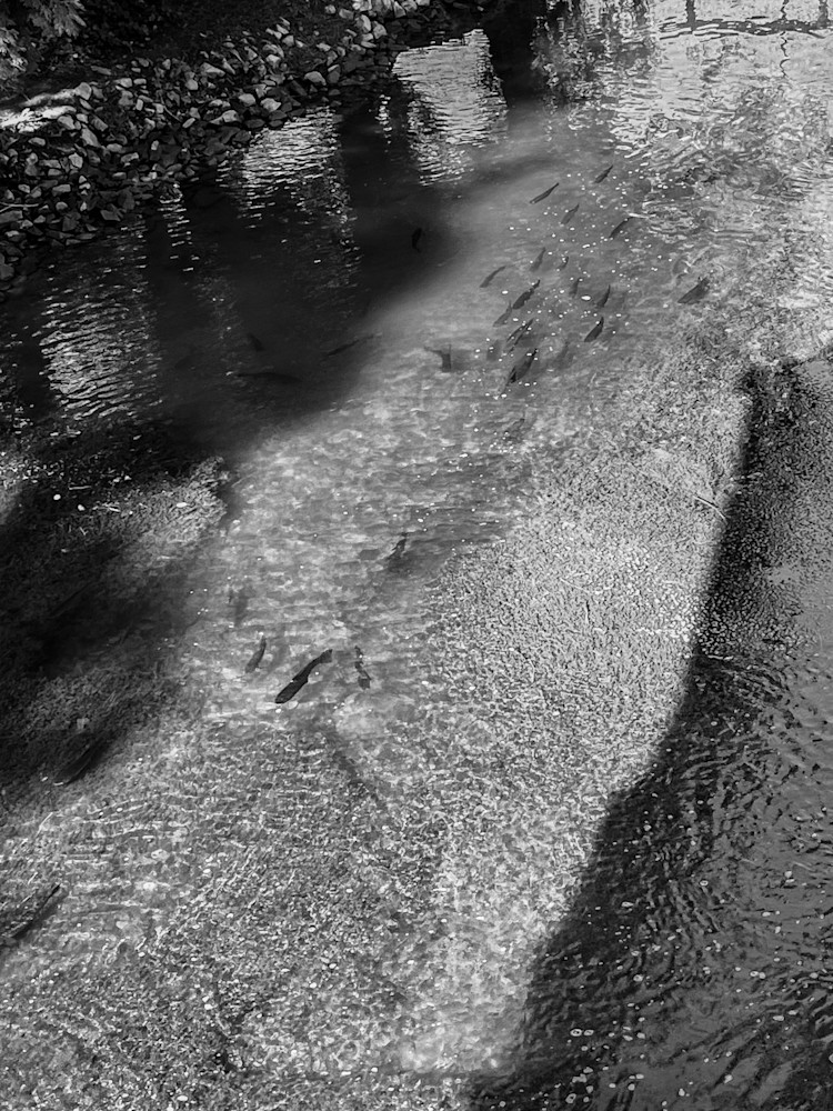 Vanguard Forces Photography Art | Steve Rizzi Photography