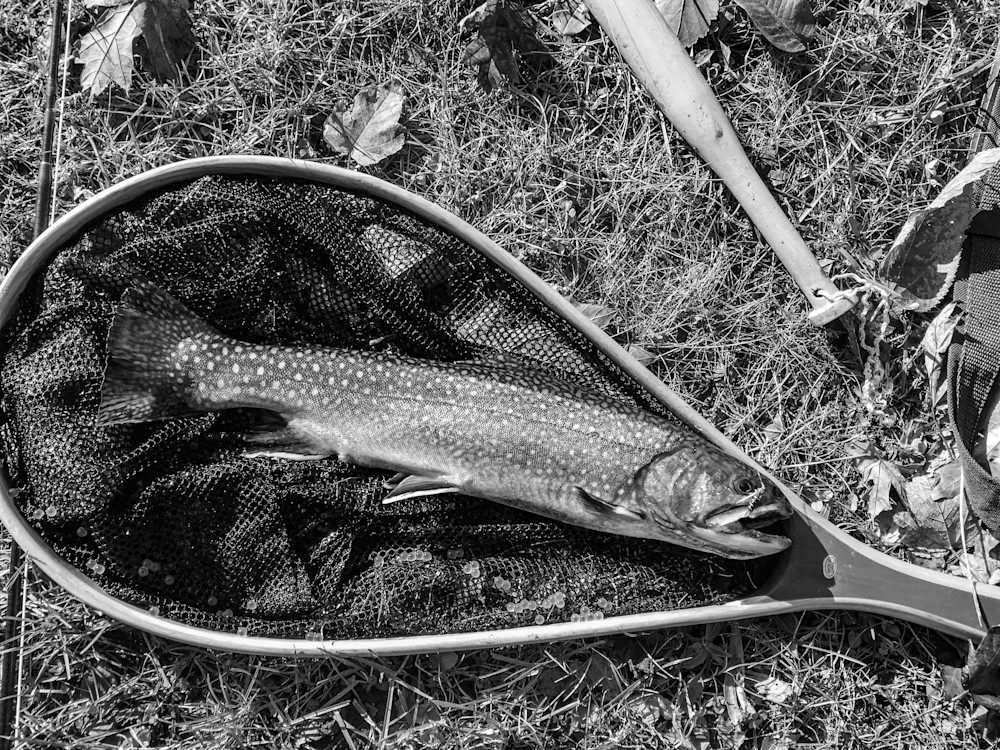 Caught In Contrast Photography Art | Steve Rizzi Photography