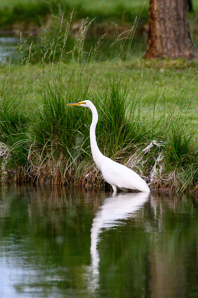 Great Egret Reflection Photography Art | Steve Rizzi Photography