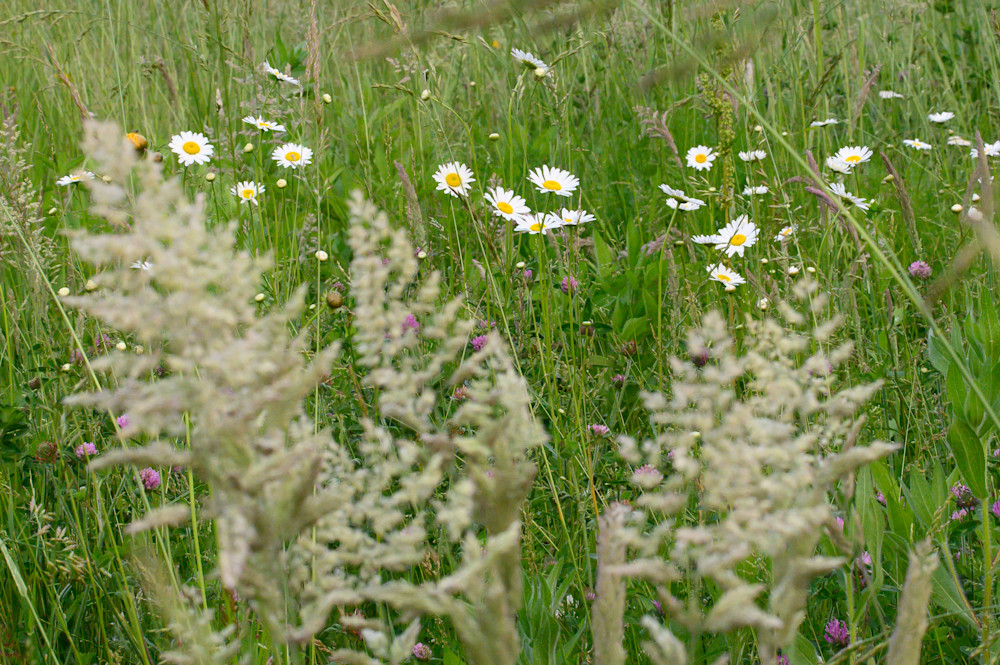 Meadow Daisies Photography Art | Steve Rizzi Photography