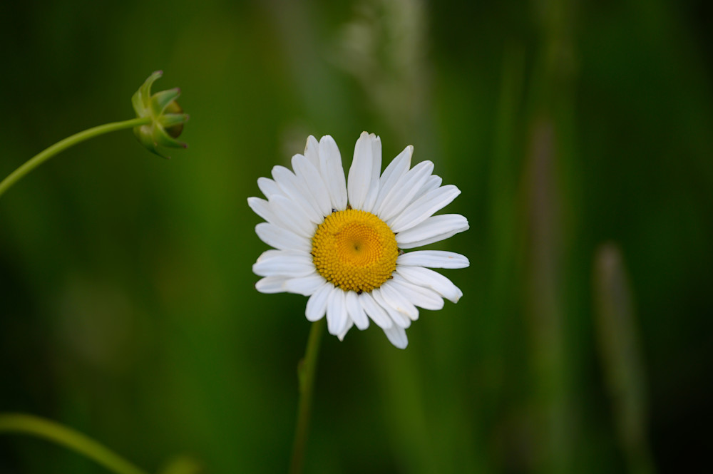 Daisy Delight Photography Art | Steve Rizzi Photography