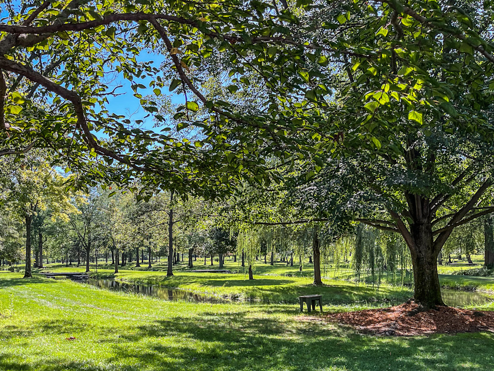 Tranquil Grove Photography Art | Steve Rizzi Photography