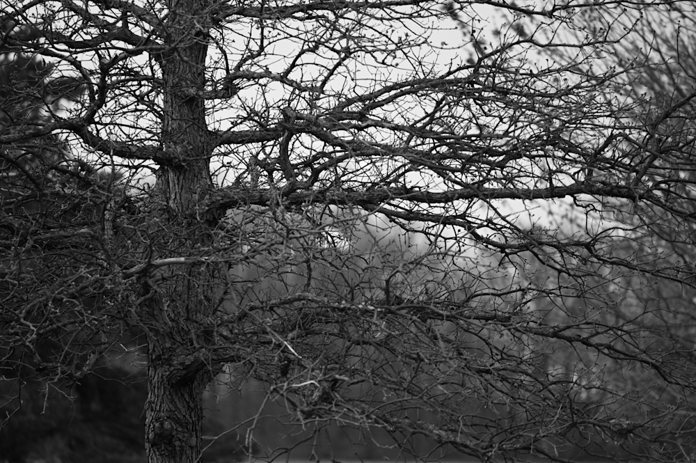 Monochrome Branches Photography Art | Steve Rizzi Photography