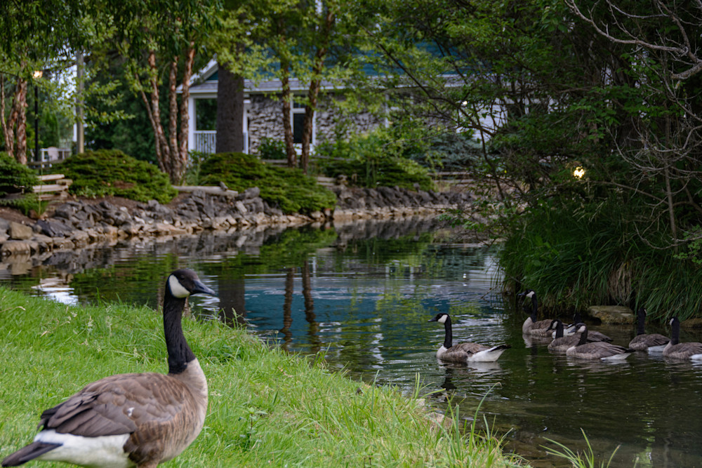 Geese By The Water Photography Art | Steve Rizzi Photography