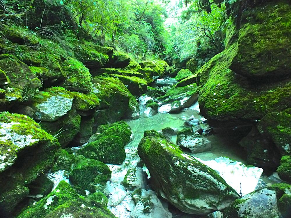 Deep Green Photography Art | True Nature Photography