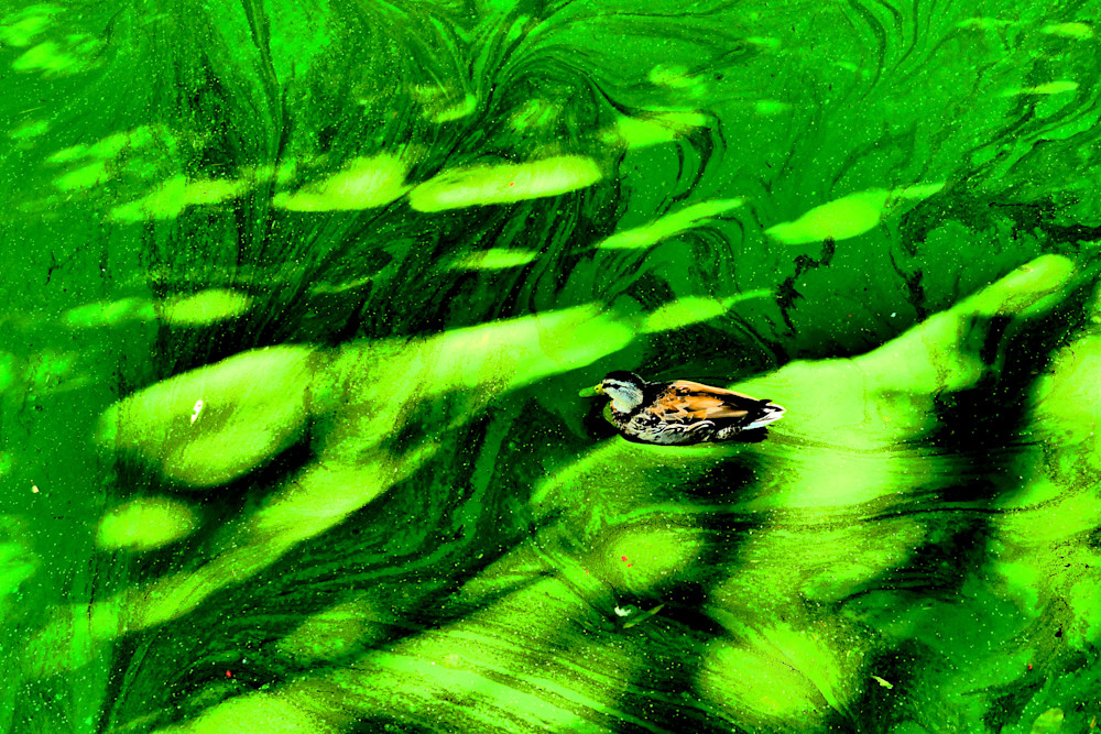 Glide Into Green Photography Art | True Nature Photography