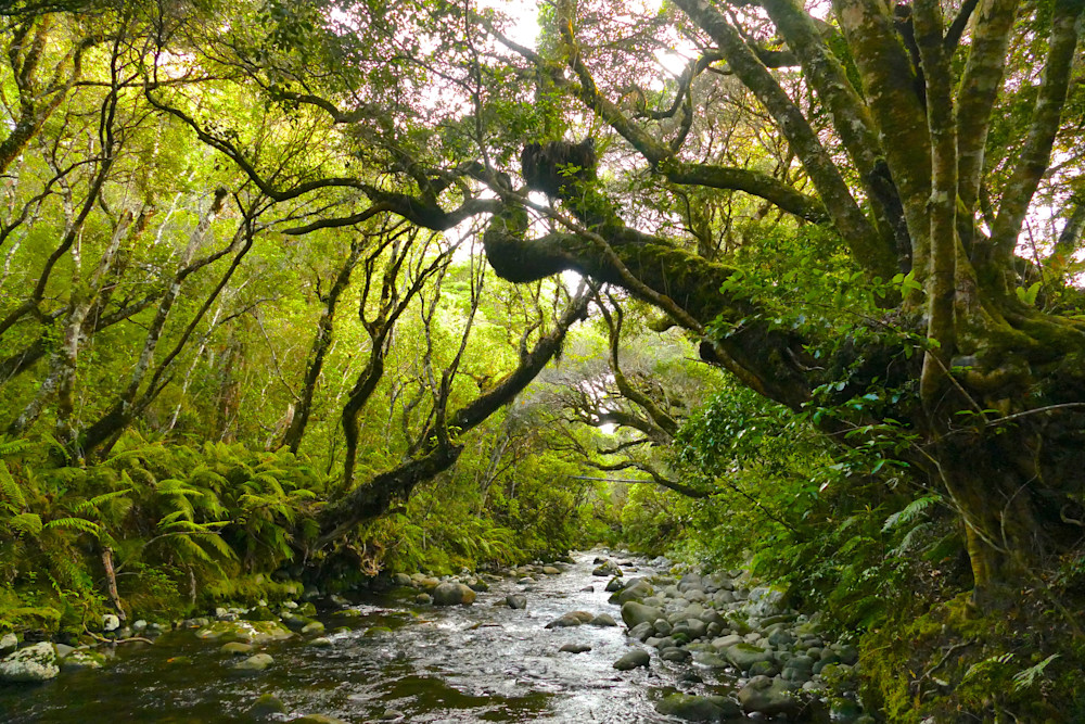 River Guardians Photography Art | True Nature Photography