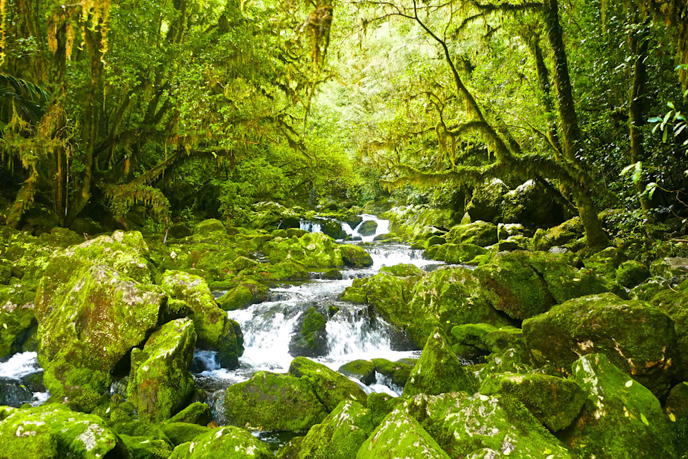 River Resurgence Photography Art | True Nature Photography