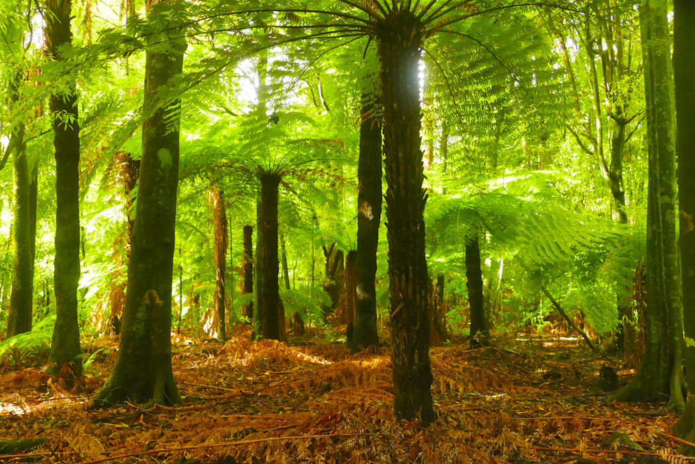 Tree Fern Grove Photography Art | True Nature Photography