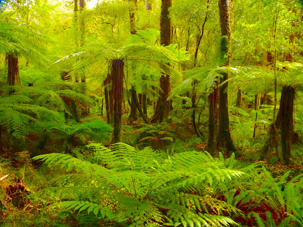 Forest Tranquility Photography Art | True Nature Photography