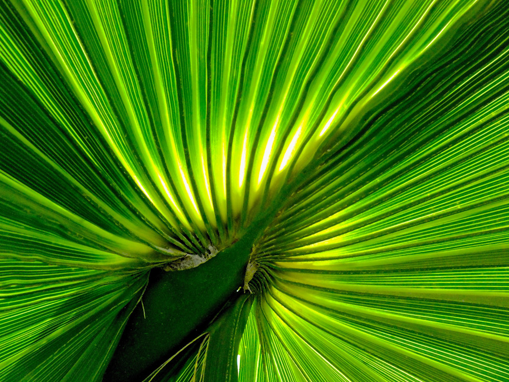 Green Radiance Photography Art | True Nature Photography