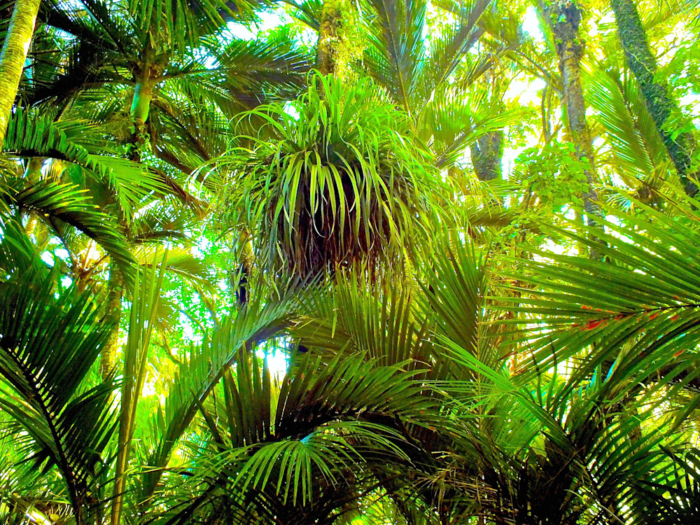 Rainforest Grove Photography Art | True Nature Photography