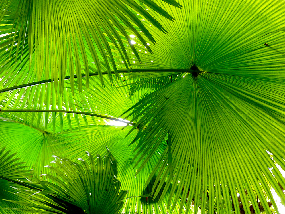 Vitamin Green Photography Art | True Nature Photography