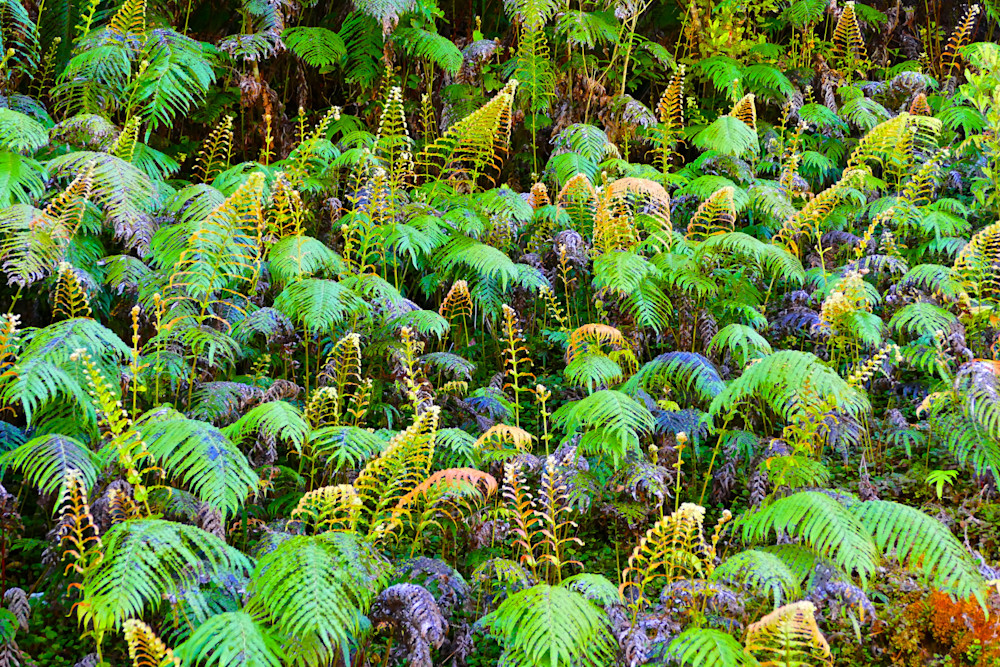 Ferns Unfolding Photography Art | True Nature Photography