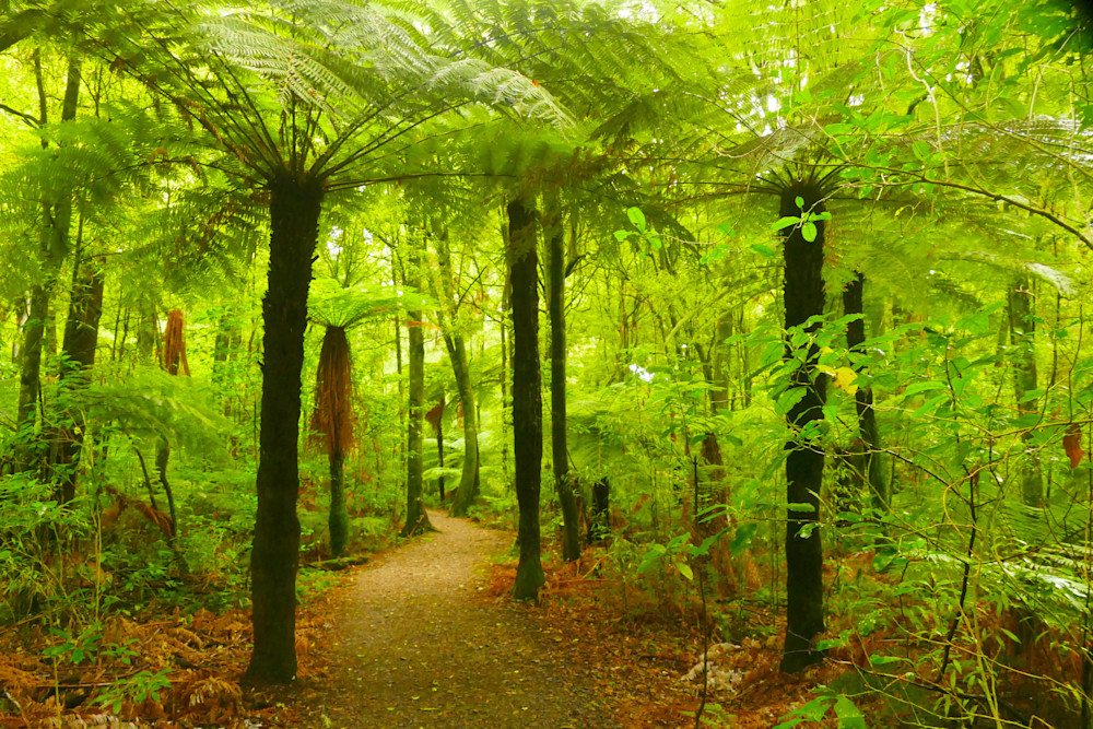 Tree Fern Path Photography Art | True Nature Photography