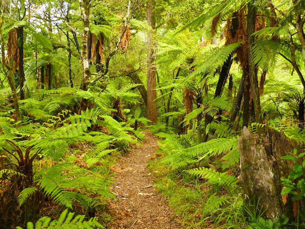 Follow The Path Photography Art | True Nature Photography