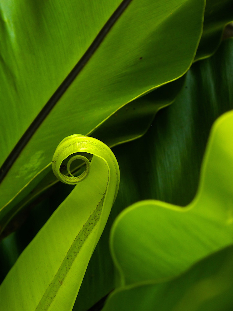 Frond Unfolding Photography Art | True Nature Photography