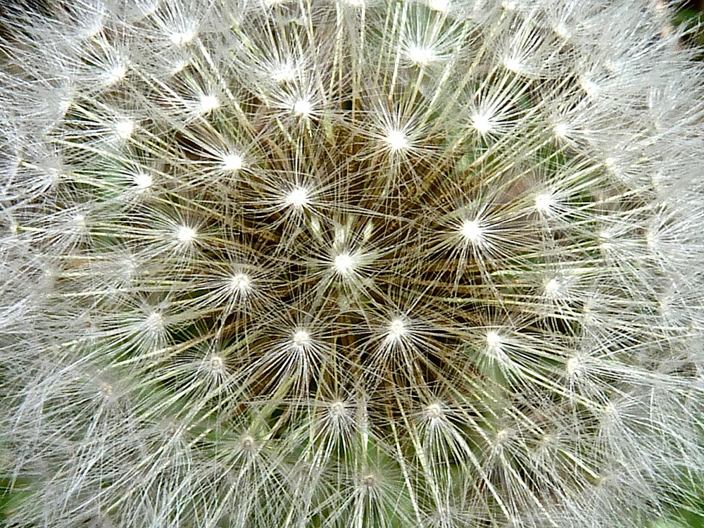 Dandelion Mandala Photography Art | True Nature Photography